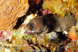 Goldentail Moray (Gymnothorax miliaris) at the Columbia S... by David Andrew 